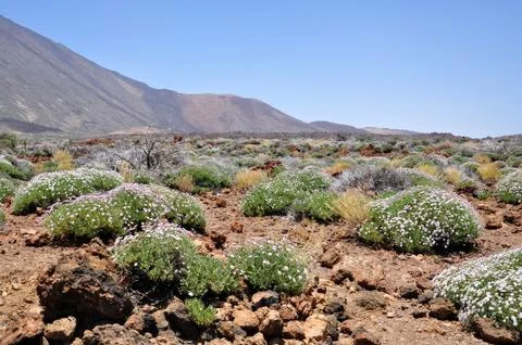 Volcano Teide. Stock Photos