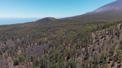 Volcano Teide with pine trees forest. Tenerife. Canary Islands. 2 Stock Footage 158497417