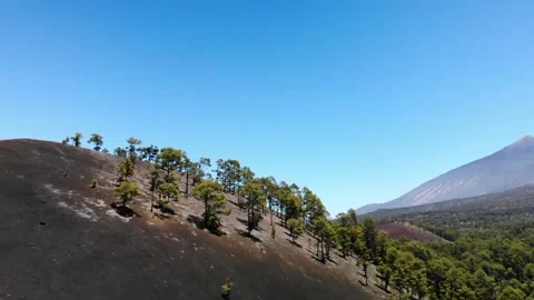 Volcano Teide with pine trees forest. Tenerife. Canary Islands. 3 Stock Footage 158499138