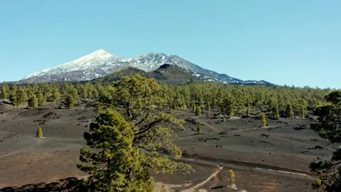 Volcano Teide. Tenerife. Pine trees and snow. Aerial. Drone. Video stock 196588616