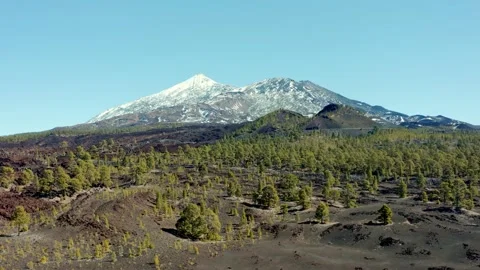 Volcano Teide. Tenerife. Pine trees and snow. Aerial. Drone. Stock-Footage 196590206