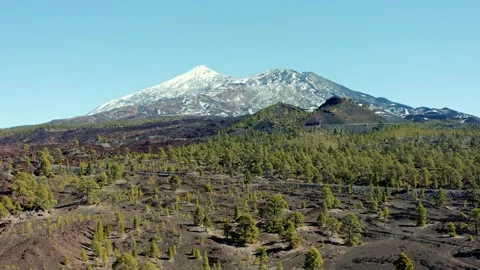 Volcano Teide. Tenerife. Pine trees and snow. Aerial. Drone. Vídeo Stock 196590441