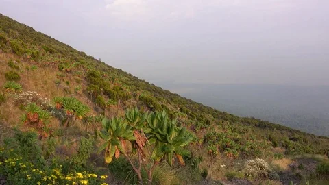 Volcano Trekking, Democratic Republic of Congo Video stock 84126449