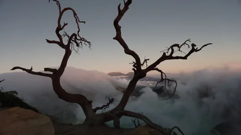 Volcanoe mount Ijen iconic tree 스톡 동영상 249163196