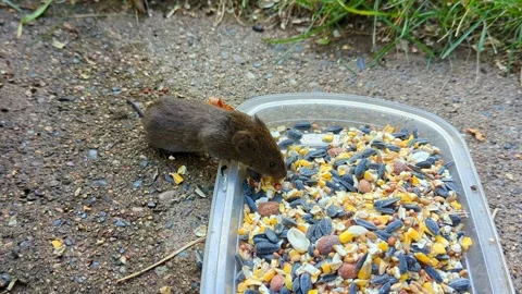Vole Backyard Wildlife Video stock 278243304