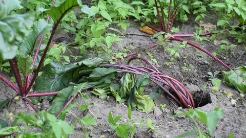 Vole damage to beetroots Stock Footage 113913477