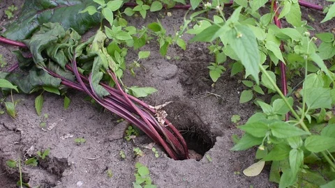 Vole damage to beetroots Stock Footage 113913499