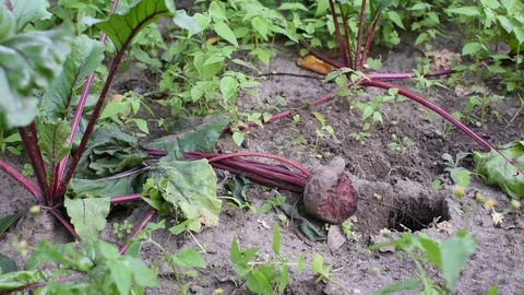 Vole damage to beetroots Stock Footage 113913505