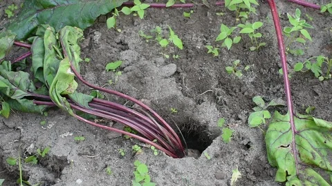 Vole damage to beetroots Stock Footage 113913513