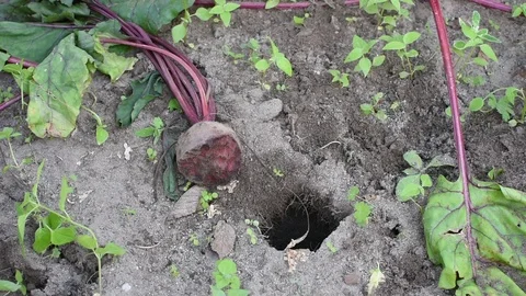 Vole damage to beetroots Stock Footage 113913514