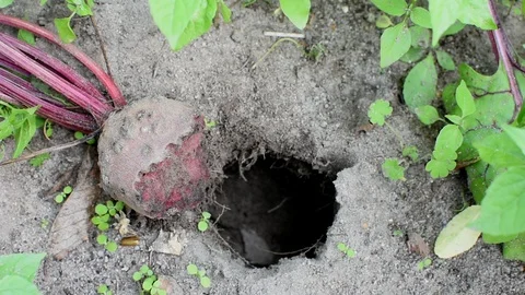 Vole damage to beetroots Stock Footage 113913578