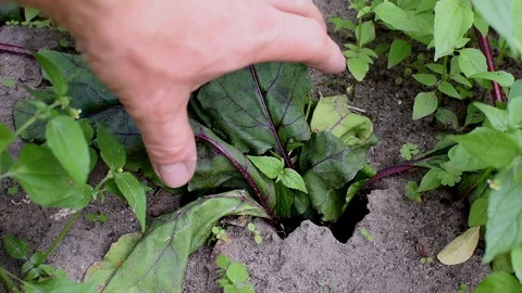 Vole damage to beetroots Stock Footage 113913628