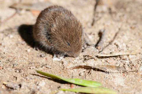 Vole - Microtus arvalis 库存照片