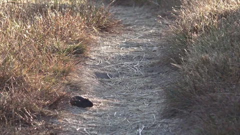 Vole on the trail Stock Footage 77871349