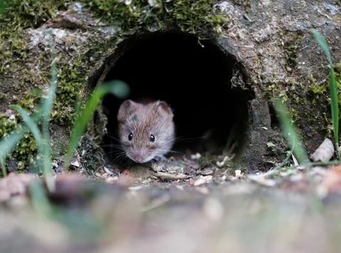 Vole In A Wall Stock-Fotos