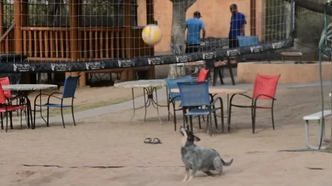 Volley dog Video stock 124448829