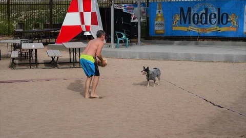 Volley dog Stock Footage 124449638