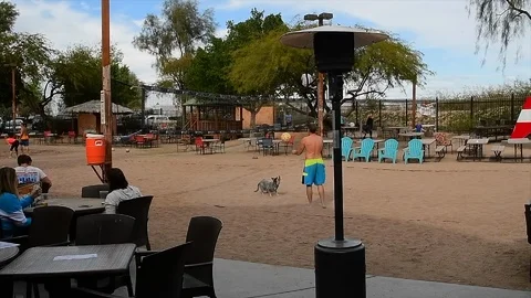 Volleyball dog Video stock 124448881