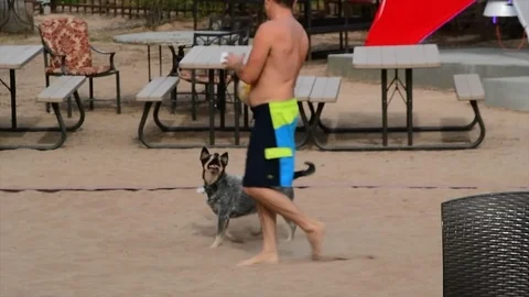 Volleyball dog Video stock 124449334