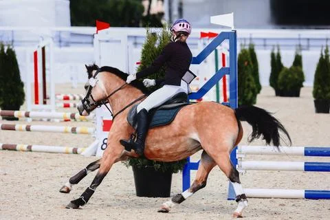 Volte on the course to the right. Correction of the error of the course. Pony Stock Photos