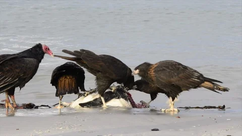 Volture with Caracara Stock Footage 94686169