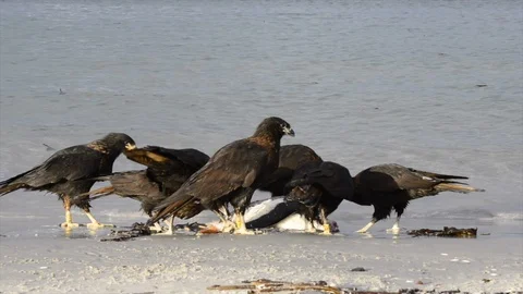 Volture with Caracara Stock Footage 94686957