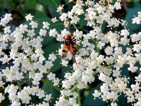 Volucella inflata hoverfly. Stock Photos