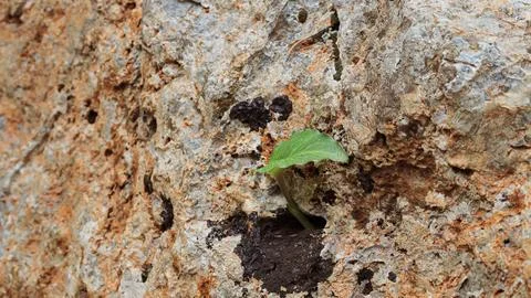 Volumetric stone texture, rock pattern Stock Photos