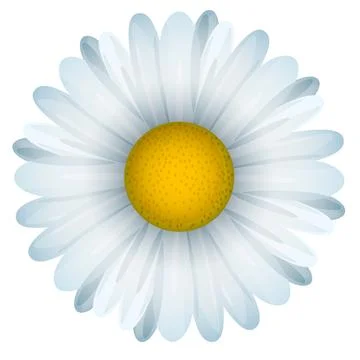 Voluminous chamomile flower Stock Illustration