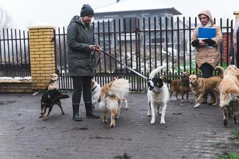 Voluntary workers preparing to take mixed-breed dogs for a long walk. Private Stock Photos