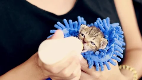 Volunteer bottle feeding a tiny hungry rescued kitten Stock Footage 241658638