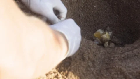 Volunteer checking unhatched sea-turtle eggs at the Kyparissia Bay in Greece  스톡 동영상 119150739