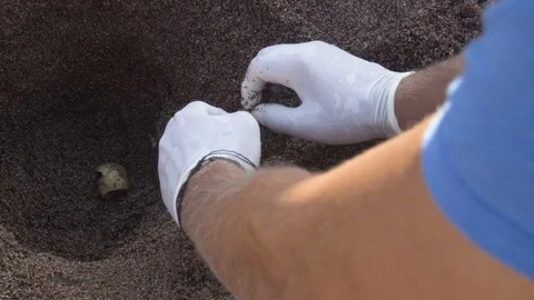 Volunteer checking unhatched sea-turtle eggs at the Kyparissia Bay in Greece Stock Footage 119150772