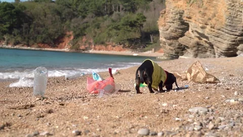 Volunteer dog sniffs garbage on beach Plastic bottle, bag, paper scatter on sand Video stock 247591498