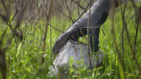 Volunteer removing solid waste from nature during environmental cleanup at Stock Footage 328066638