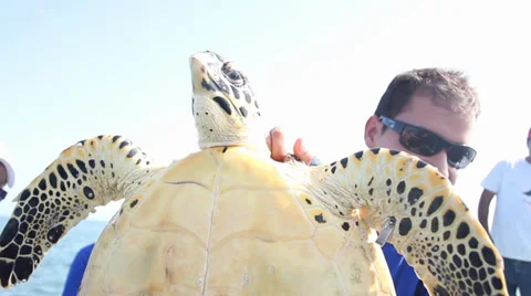 Volunteer showing a Green Turtle to the camera Video stock 39617857