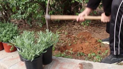 Volunteer tree planting in a park Stock Footage 258590762