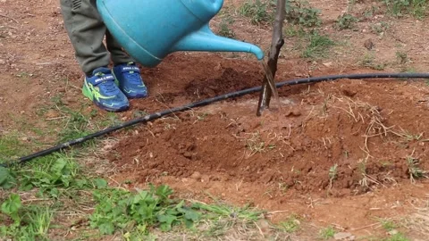 Volunteer tree planting in a park Stock Footage 258590796