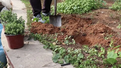 Volunteer tree planting in a park Stock Footage 258590797