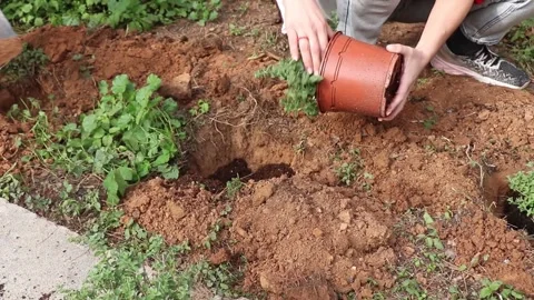 Volunteer tree planting in a park Stock Footage 258590863