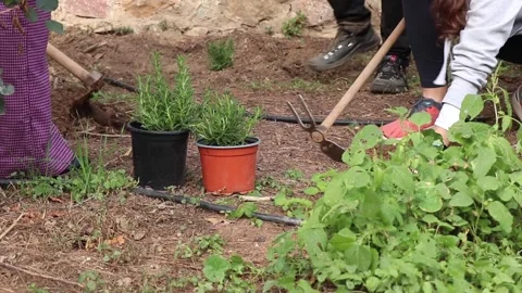 Volunteer tree planting in a park Stock Footage 258590927
