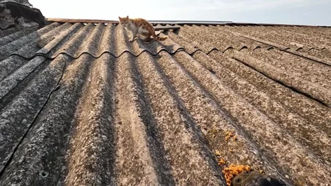 Volunteer trying to rescue scared cat from the roof of house after detonation  Stock Footage 294776563