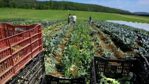 Volunteer work on ecological farm crops. Stock Footage 117329384
