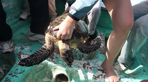Volunteer working with a Green Turtle inside the boat Video stock 39617892