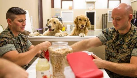Volunteers from The Basic School s Marine Action Group, Marine Corps Base ... Stock Photos