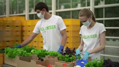 Volunteers pack vegetables to donate poor Spbd Man and woman in t-shirt and mask Stock Footage 142956063