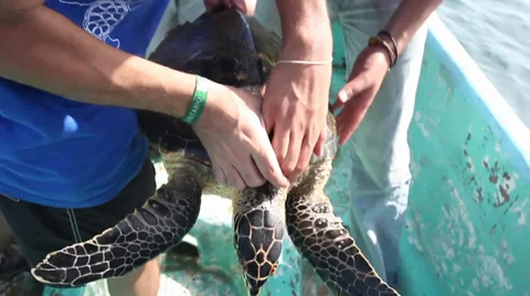 Volunteers working with a Green Turtle inside a boat Stock Footage 39617846