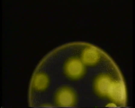 Volvox 2-Tiny free living spheres of individual cells 스톡 동영상 45506442