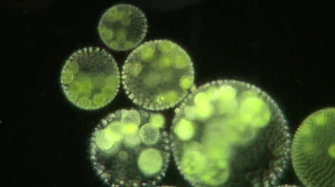 Volvox Vidéo 731062