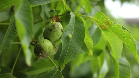 Volyn walnut, a green tree in summer, many leaves Stock Footage 245299255